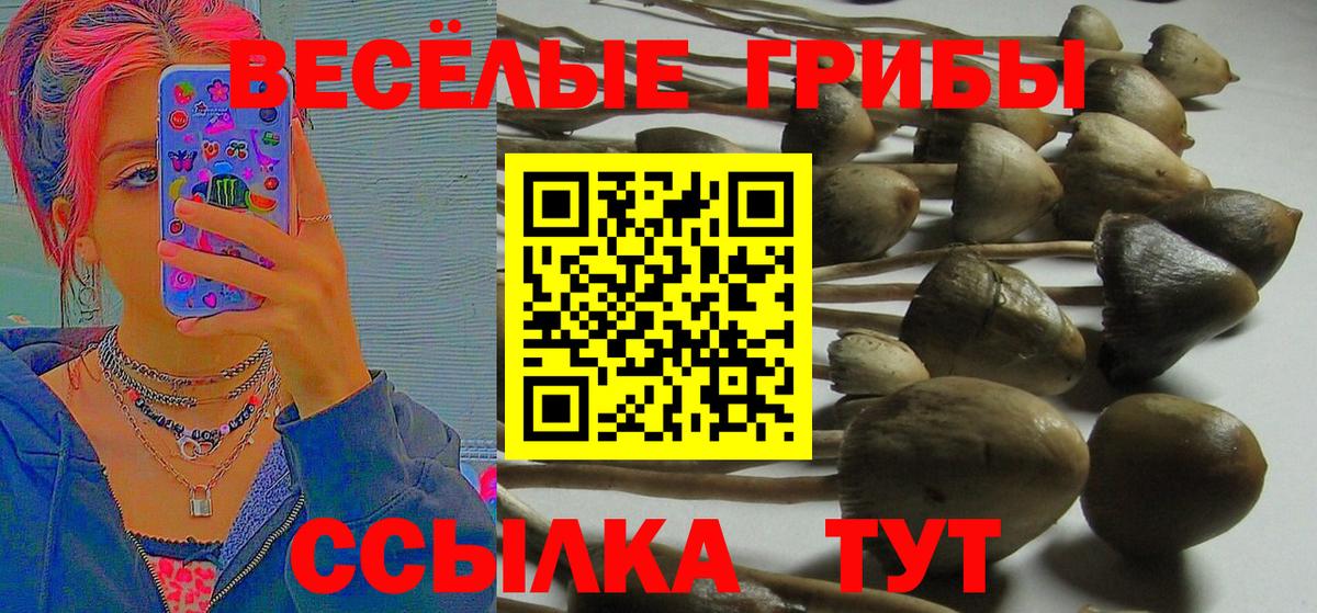 Псилоцибиновые грибы Psilocybine cubensis Воркута